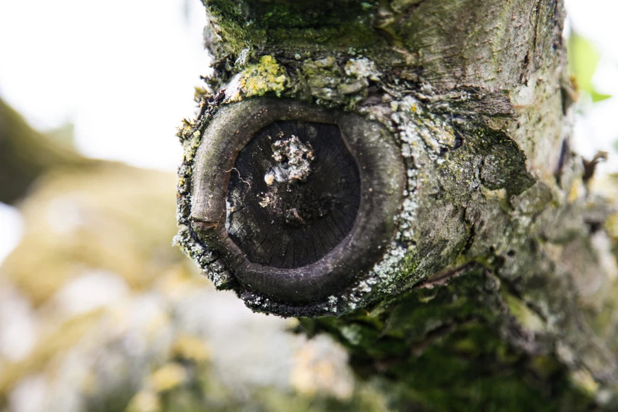 close view of a tree branch collar and healed pruning area