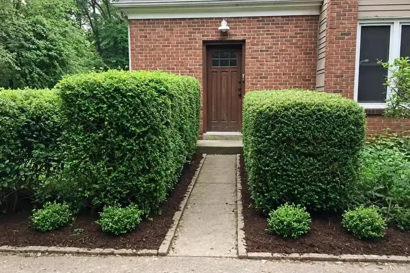 Neatly trimmed hedges along a brick home entrance after bush trimming