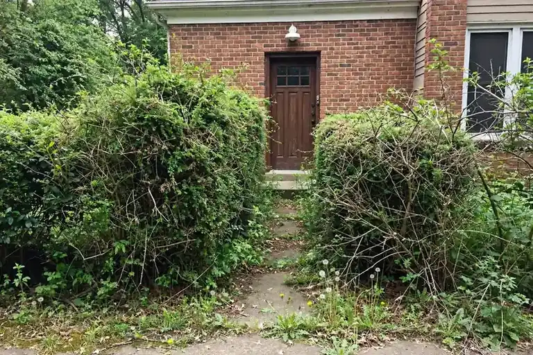 Overgrown untrimmed hedges crowding a brick home entrance before bush trimming
