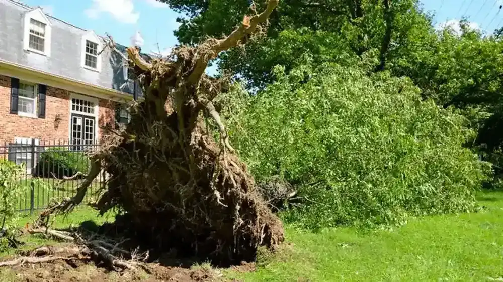 broken tree limb hanging above a residential area after a storm
