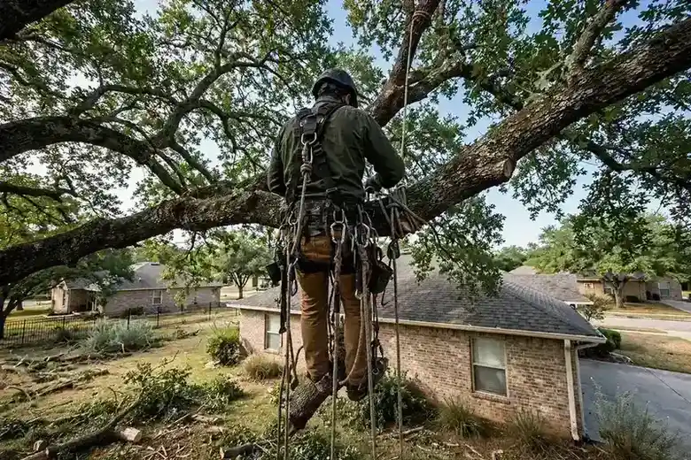 Tree removal work above a North Texas home