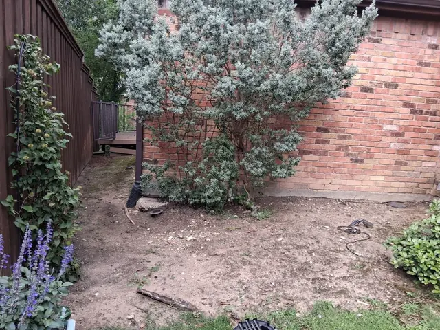 Bare soil around an established shrub before a decorative rock finish
