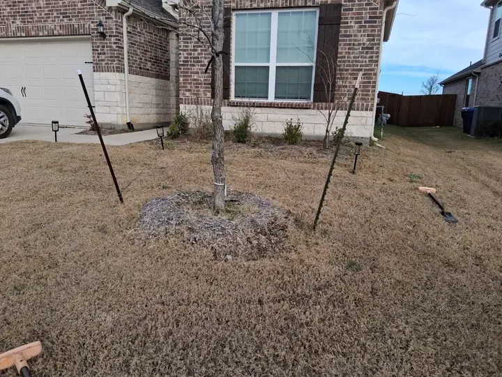 Existing tree and lawn area before installation of a stone bed border