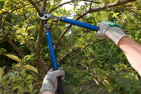 selective pruning shears cutting a small tree branch