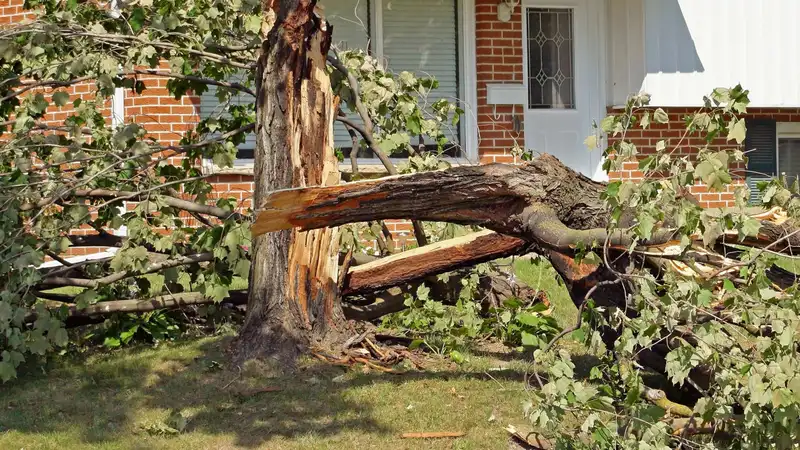 storm-damaged tree resting across a residential yard
