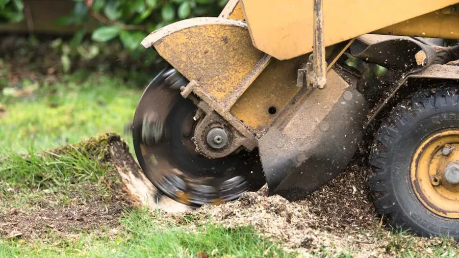 tree stump and exposed roots in a residential lawn