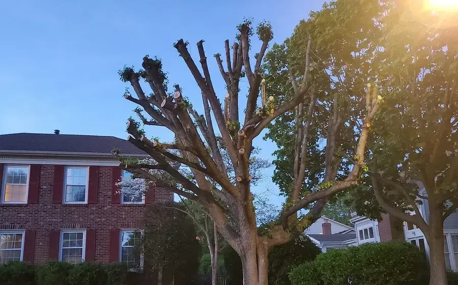 selectively pruned tree canopy near a suburban home