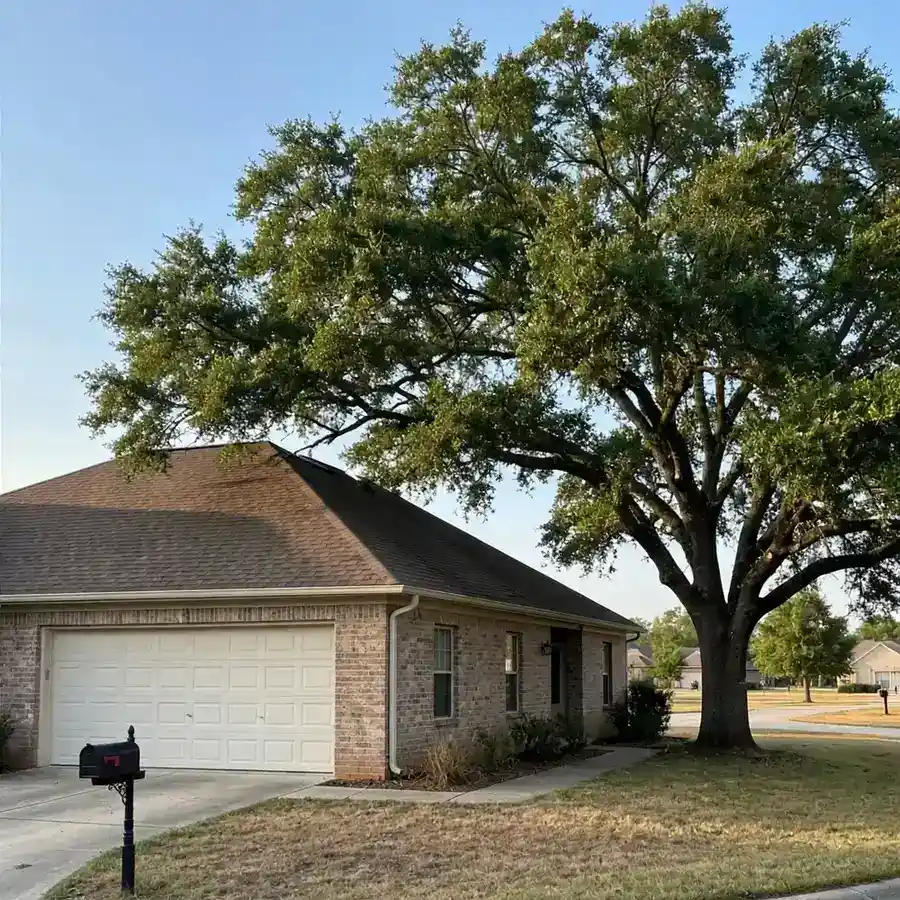 The same tree neatly pruned with clear space above the roof