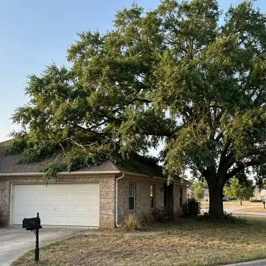 Overgrown tree limbs touching a North Texas suburban house roof before trimming